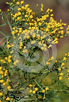 Plains Grass-leaved Goldenrod   34017