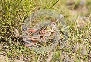 Plains Lubber Grasshopper Brachystola magna Perched on the Ground in Vegetation in Eastern Colorado