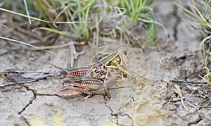 Plains Lubber Grasshopper Brachystola magna Perched on the Ground in Vegetation in Eastern Colorado