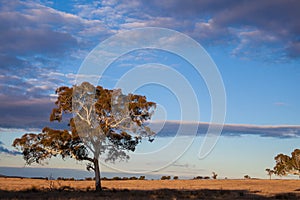 Plains near Canberra, Australia Capital Territory