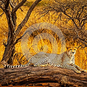 On the Plains of the Serengeti, a Cheetah Rests on a Low Branch, Intently Watching What is Happening Around Him photo