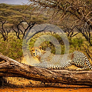 On the Plains of the Serengeti, a Cheetah Rests on a Low Branch, Intently Watching What is Happening Around Him photo