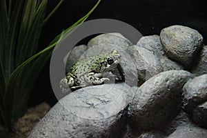 Plains spadefoot toad Spea bombifrons
