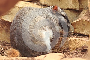 Plains viscacha photo