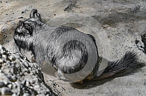 Plains viscacha on the ground 1