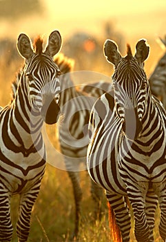 Plains zebra photo