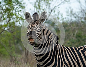 Plains Zebra