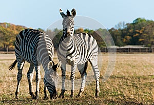 Plains zebra