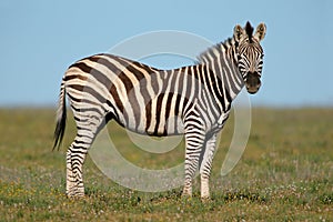 Plains Zebra photo