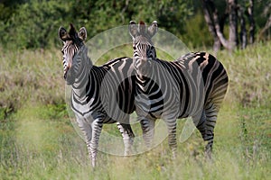 Plains Zebra