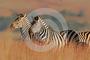 Plains Zebra