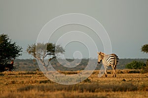 Plains zebra