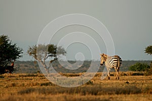 Plains zebra