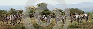 Plains zebra photo