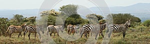 Plains zebra photo