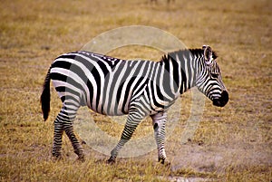 Plains Zebra  9333