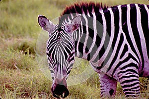 Plains Zebra  9454