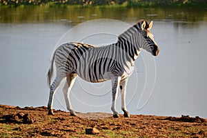 Plains Zebra, Addo Elephant Park, South Africa
