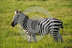 Plains zebra, also known as the common zebra. Ngorongoro COncervation Area, Tanzania