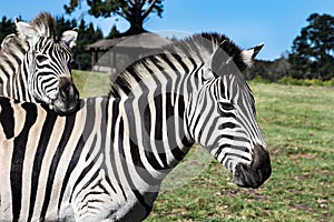 Plains zebra or Burchell`s Zebra Equus burchelli Eastern Cape, South Africa