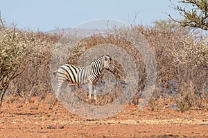 Plains zebra or Burchell zebra at Oanob park, Namibia