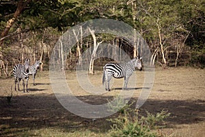 Plains zebra in bush