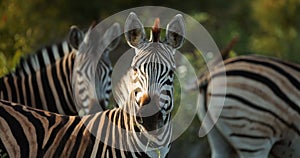 Plains Zebra Close Up, Africa Savannah, South Africa