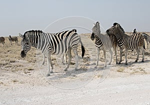 Plains zebra, Common zebra or Burchells zebra, Equus quagga