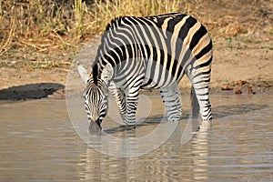 Plains Zebra drinking