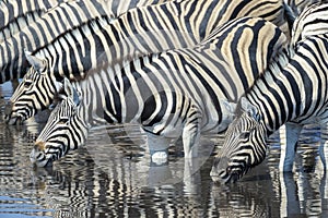 Plains Zebra drinking at river bank