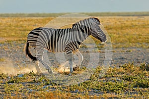 A plains zebra in dust at sunrise, Etosha National Park, Namibia