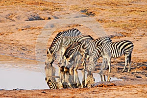 Plains Zebra (Equus Burchelii) drinking at Nyamand photo