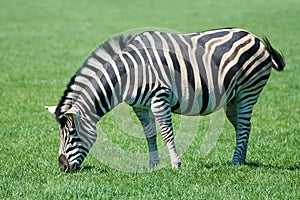Plains Zebra Equus burchelli chapmani
