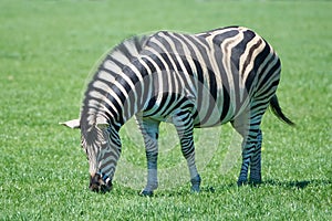 Plains Zebra Equus burchelli chapmani