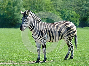 Plains Zebra Equus burchelli chapmani