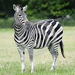 Plains Zebra (Equus burchelli chapmani)