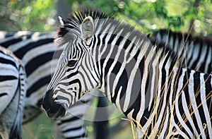 Plains Zebra (Equus Burchelli) close-up