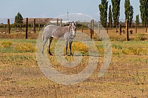 Plains zebra Equus quagga