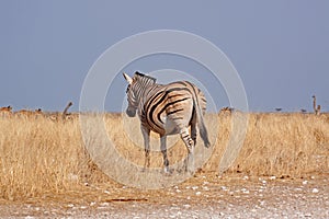 Plains zebra (Equus quagga)