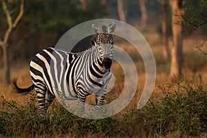 Plains Zebra - Equus quagga