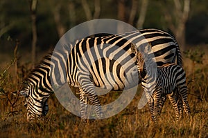 Plains Zebra - Equus quagga