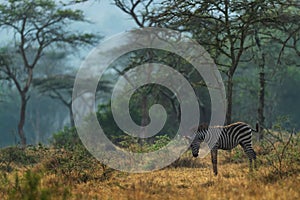 Plains Zebra - Equus quagga