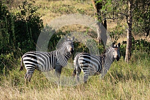 Plains zebra, Equus quagga