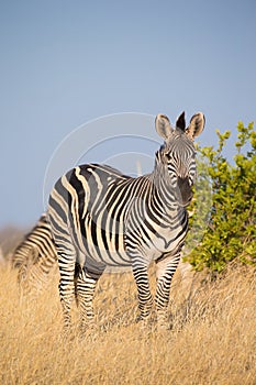 Plains Zebra (Equus quagga)