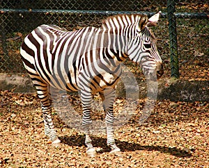 A Plains Zebra - Equus Quagga