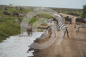 Plains zebra Equus quagga- Big Five Safari Black and white Stripped Great Migration Serengeti