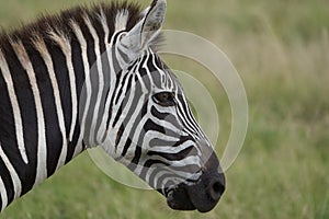 Plains zebra Equus quagga- Big Five Safari Black and white Stripped Kilimanjaro