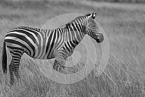 Plains zebra Equus quagga- Big Five Safari Black and white Stripped Kilimanjaro