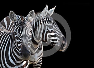 The Plains Zebra, Equus quagga. photo