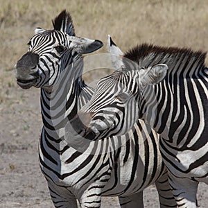 Plains Zebra Equus quagga - Botswana